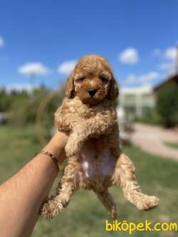 Show Kalite Toy Poodle Yavrularimiz 2
