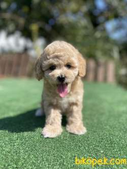 Show Kalite Toy Poodle Yavrularimiz 1