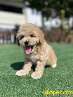 Show Kalite Toy Poodle Yavrularimiz 3