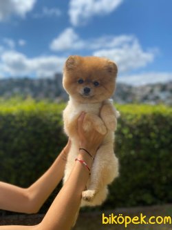 SHOW KALITE YETISKIN POMERANIAN BOO 1