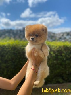SHOW KALITE YETISKIN POMERANIAN BOO 2
