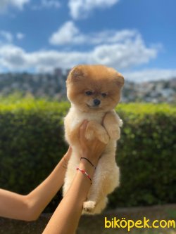 SHOW KALITE YETISKIN POMERANIAN BOO 3