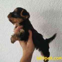 Show.kalite Yorkshire Teriier 4