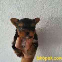 Show.kalite Yorkshire Teriier 1
