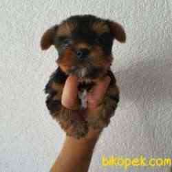 Show.kalite Yorkshire Teriier 3