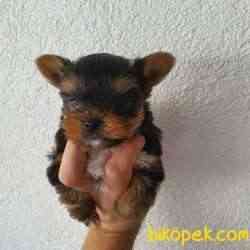 Show.kalite Yorkshire Teriier 5