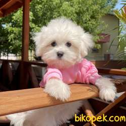 Show Kalitede Olan 0 Numara Belgeli Maltese Terrier Yavrumuz 2