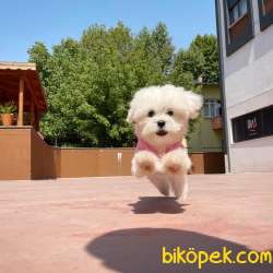 Show Kalitede Olan 0 Numara Belgeli Maltese Terrier Yavrumuz 3