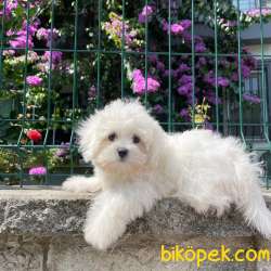 Show Kalitede Olan 0 Numara Belgeli Maltese Terrier Yavrumuz 4