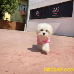 Show Kalitede Olan 0 Numara Belgeli Maltese Terrier Yavrumuz 5