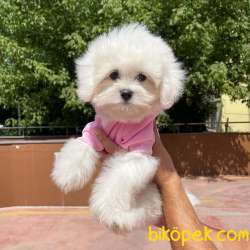 Show Kalitede Olan 0 Numara Belgeli Maltese Terrier Yavrumuz 1