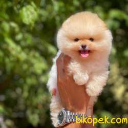 Show Kalitede Olan Secereli Pomeranian Boo Yavrumuz 4