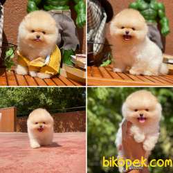 Show Kalitede Olan Secereli Pomeranian Boo Yavrumuz 5