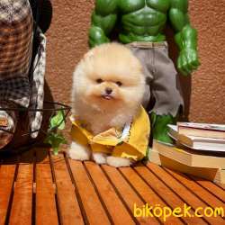 Show Kalitede Olan Secereli Pomeranian Boo Yavrumuz 1