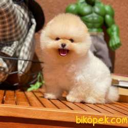 Show Kalitede Olan Secereli Pomeranian Boo Yavrumuz 3