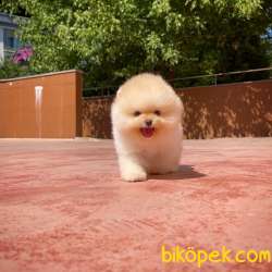 Show Kalitede Olan Secereli Pomeranian Boo Yavrumuz 2