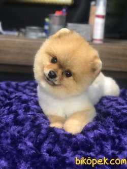 SHOW KALİTELİ BOO FACE POMERANİAN 3