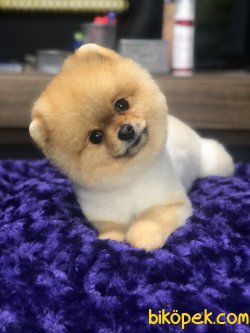 SHOW KALİTELİ BOO FACE POMERANİAN 2