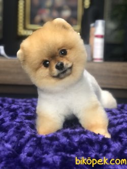 SHOW KALİTELİ BOO FACE POMERANİAN 1