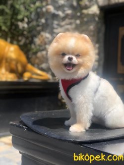 SHOW KALITELI BOO POMERANIAN 3