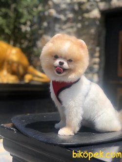 SHOW KALITELI BOO POMERANIAN 2
