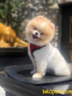 SHOW KALITELI BOO POMERANIAN 1