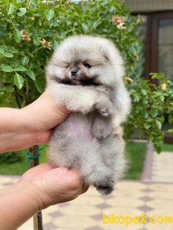 Show KALITELI BOO POMERANIAN YAVRULARIMIZ 1