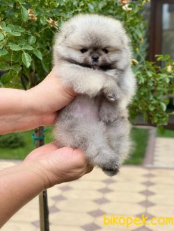 Show KALITELI BOO POMERANIAN YAVRULARIMIZ 2
