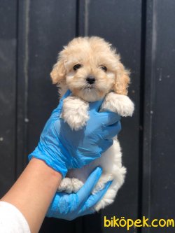 SHOW KALITELI F1 Maltipoo Yavrularimiz 3