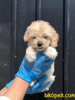 SHOW KALITELI F1 Maltipoo Yavrularimiz 1