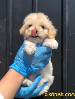 SHOW KALITELI F1 Maltipoo Yavrularimiz 2