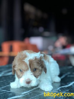 SHOW KALITELI F1 MALTIPOO YAVRULARIMIZ 1