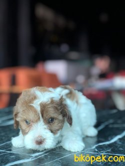 SHOW KALITELI F1 MALTIPOO YAVRULARIMIZ 3