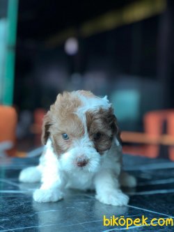 SHOW KALITELI F1 MALTIPOO YAVRULARIMIZ 2