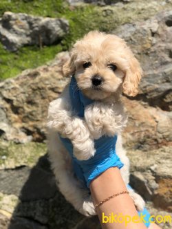 Show Kaliteli F1 Maltipoo Yavrularımız 3