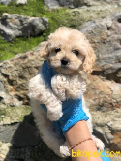 Show Kaliteli F1 Maltipoo Yavrularımız 2
