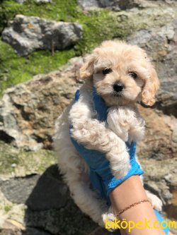 Show Kaliteli F1 Maltipoo Yavrularımız 1