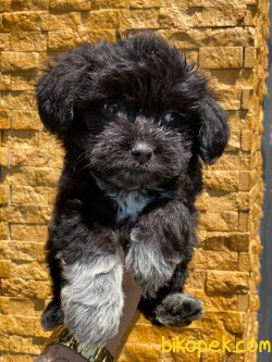 SHOW KALİTELİ F1 MALTİPOO YAVRULARIMIZ 1