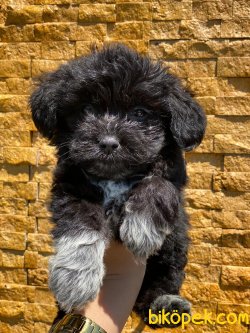 SHOW KALİTELİ F1 MALTİPOO YAVRULARIMIZ 2
