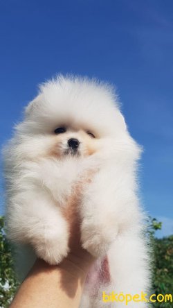 Show Kaliteli Pomeranian Yavrularımız 1