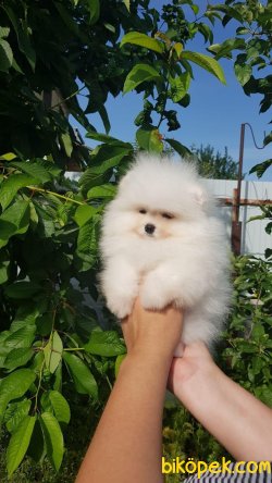 Show Kaliteli Pomeranian Yavrularımız 3
