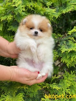 Show Kaliteli Pomeranian Yavrularımız 2
