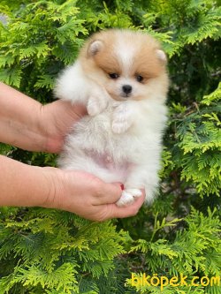 SHOW KALITELI POMERANIAN YAVRULARIMIZ 2