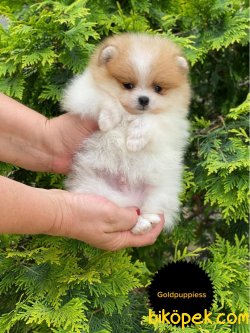 SHOW KALITELI POMERANIAN YAVRULARIMIZ 1