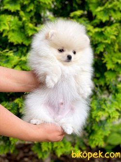 SHOW KALITELI POMERANIAN YAVRULARIMIZ 3