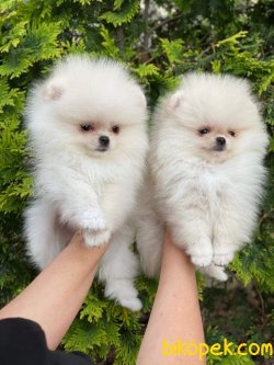 SHOW KALITELI POMERANIAN YAVRULARIMIZ 2
