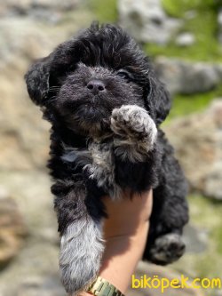 Show Kaliteli Toy Poodle Yavrular 1