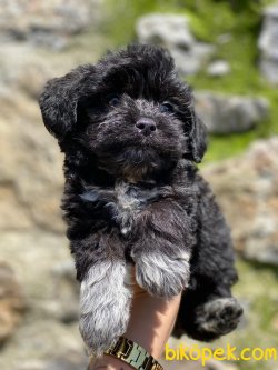Show Kaliteli Toy Poodle Yavrular 3