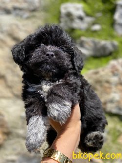 Show Kaliteli Toy Poodle Yavrular 2