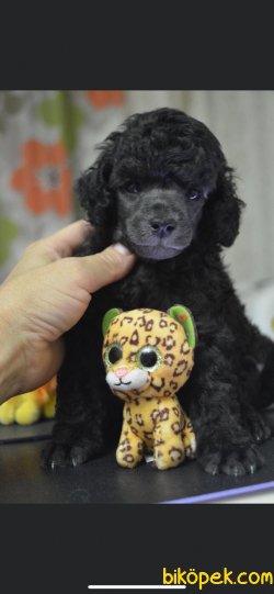 Show Kaliteli Toy Poodle Yavrularımız 2